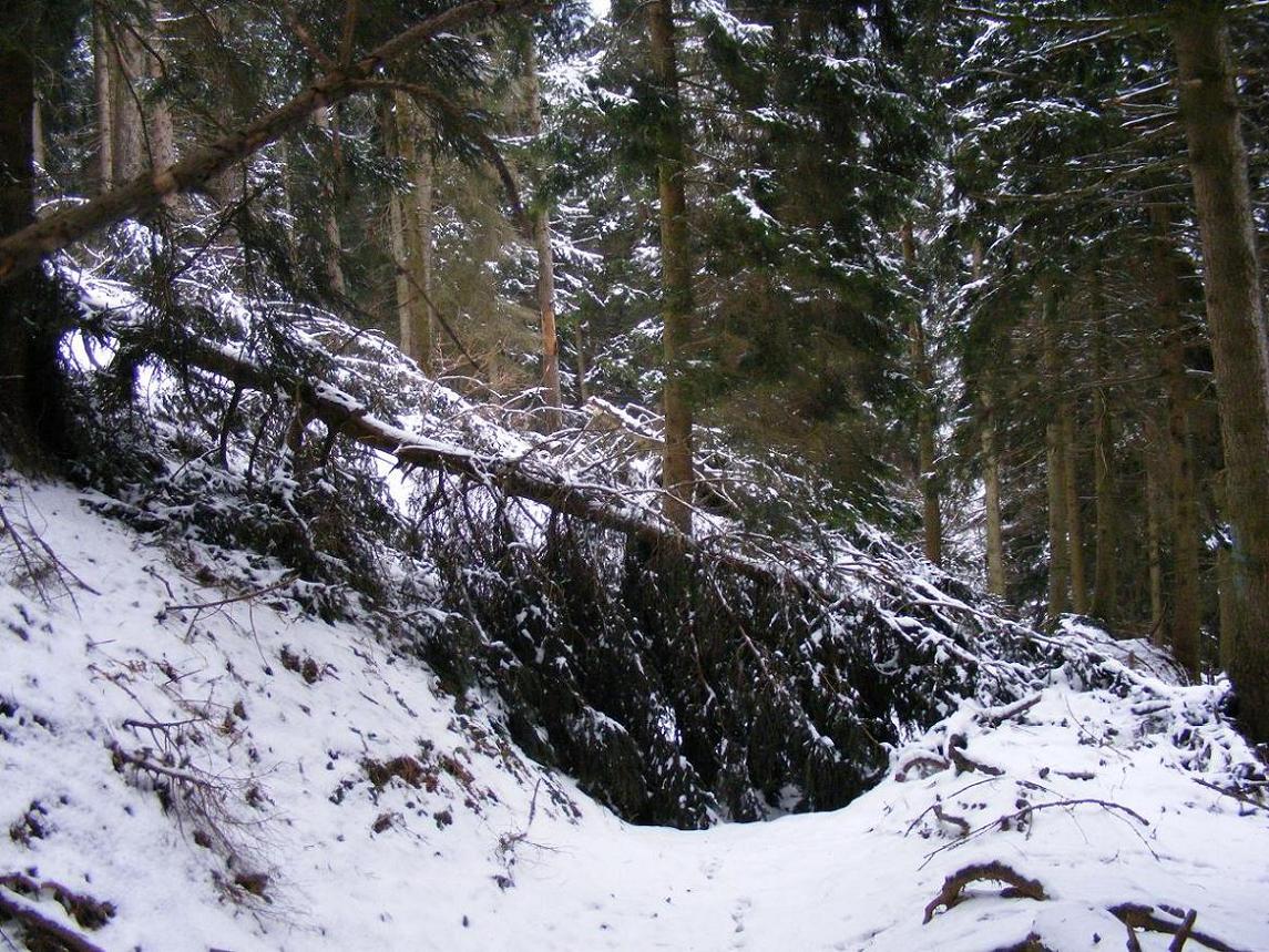 Nel bosco, una inutile strage.